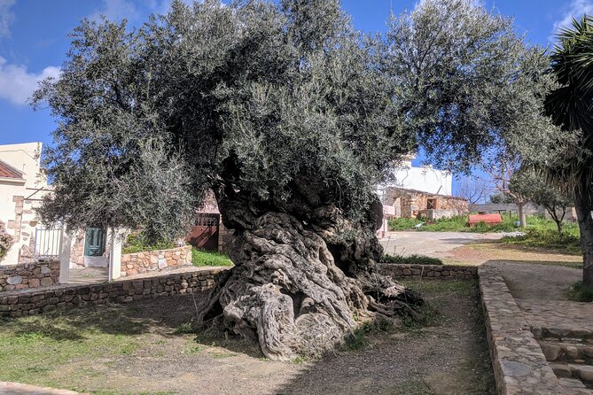 Afternoon Tour: Soap, Olive Oil & Wine Stories of Peza Village - From Heraklion to the quiet roads of Peza