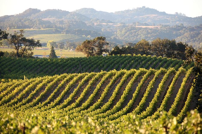 Afternoon Tour: Soap, Olive Oil & Wine Stories of Peza Village - Walking the vineyard and entering the small winery
