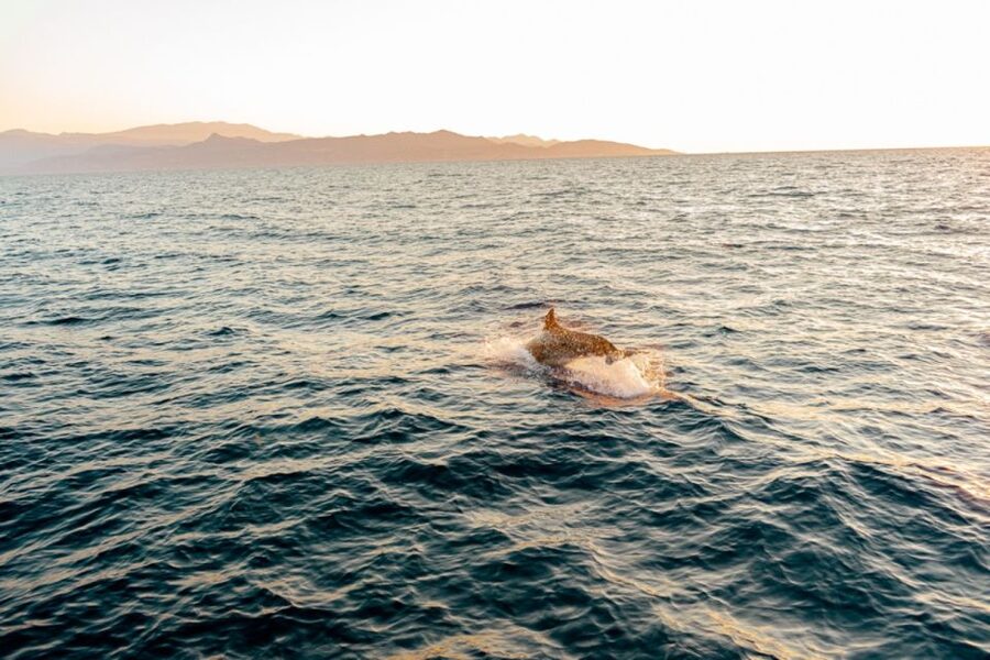 Agios Nikolaos: Mirabello Bay Sailing Cruise with Meal - Kolokitha Bay: the main event