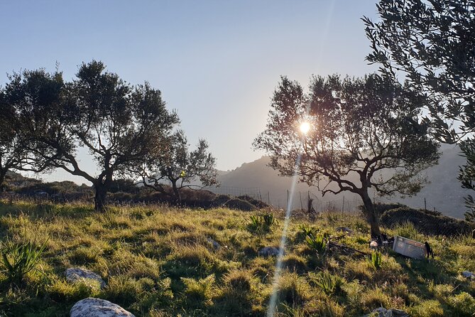 Authentic Olive Oil and Cultural Experience in Crete - Key points to know before booking