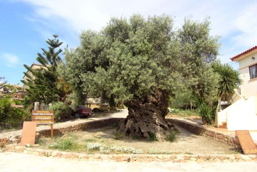 Chania Area: Food Tasting Tour with Winery Visit & Swim Stop - Perivolakia’s bread, honey, and cheese