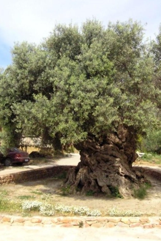 Chania Area: Food Tasting Tour with Winery Visit & Swim Stop - Pnevmatikakis Winery and the question of wine quality