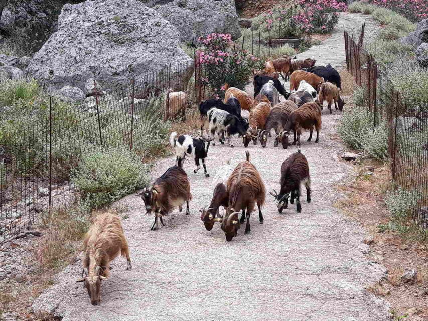 Chania: Balos and Falassarna Tour with Loungers and Lunch - Weather and other practical limits