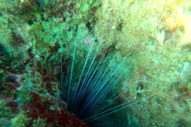 Chania Guided Snorkeling and Boat Excursion - Pickup from Chania, Souda, or Kalyves