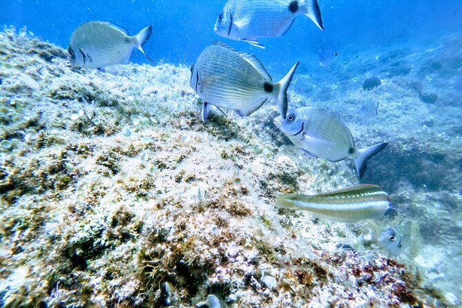 Chania Guided Snorkeling and Boat Excursion - What happens at the first stop