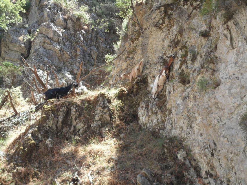 Chania: Imbros Gorge and Libyan Sea Day Tour - Pickup, timing, and the small details that matter