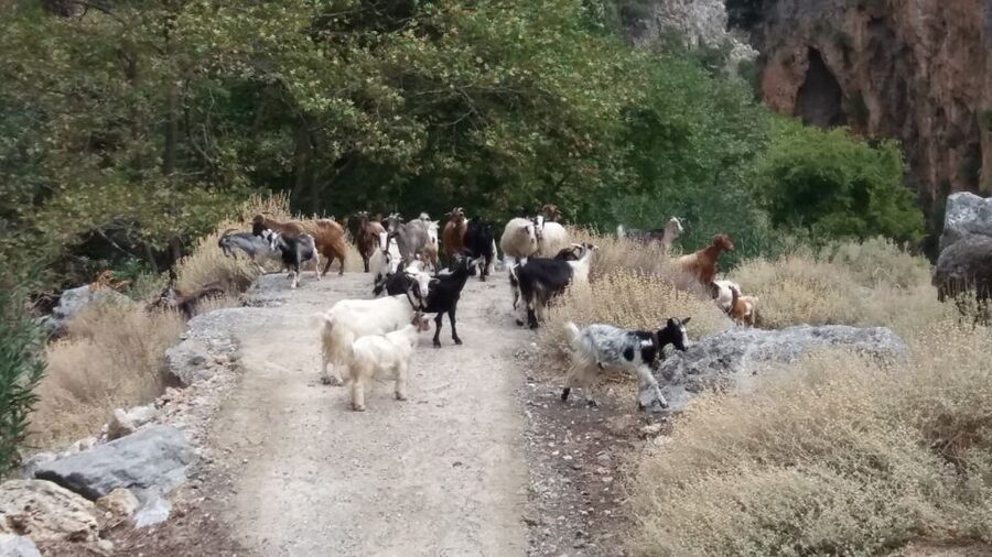 Chania: Milia Mountain Tour w/Lunch Olive Oil/Wine Tastings - Should you book the Milia Mountain Tour?