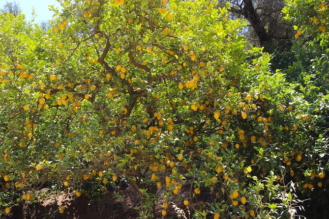 Chania Nature & Villages, White Mountains & Unique Cretan Lunch - What the $403.38 price means