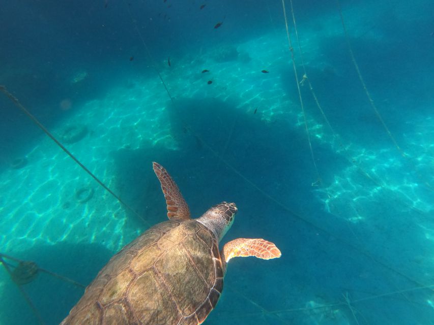 Chania: Stand-Up Paddleboard Small Group Tour - Timing, weather, and what to pack
