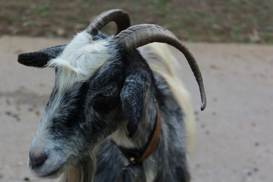 Chania Villages Private Tour: Explore the Authentic Crete! - Rusks make a useful Chania souvenir