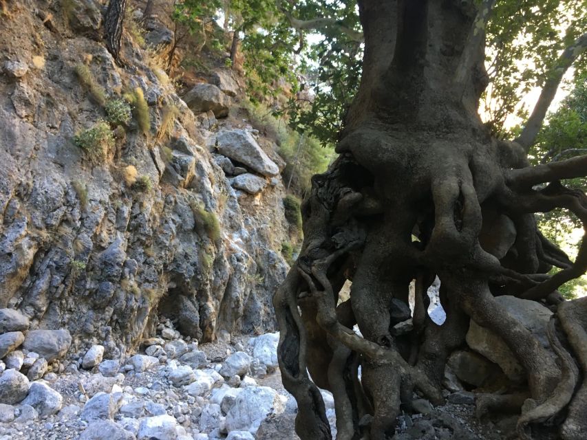 Chania White Mountains Private Tour: From Sea to Summit - Guide quality and the personal touch