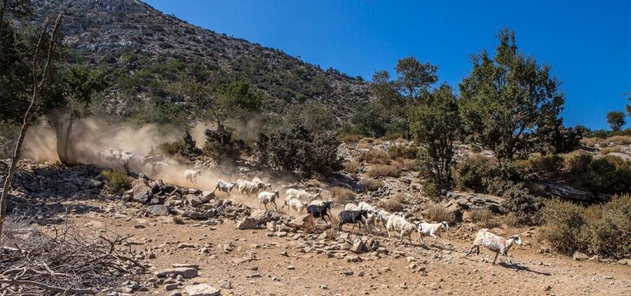 Chania: White Mountains Safari Tour with Lunch and Tastings - Who should book this day trip?