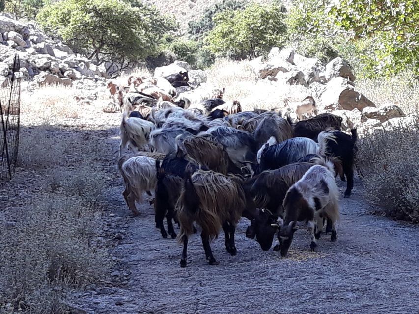 Chania: White Mountains Safari Tour with Lunch and Tastings - Lunch above Samaria Gorge