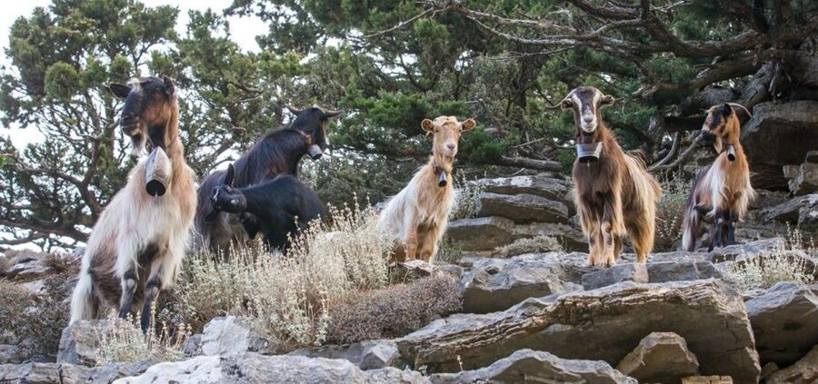 Chania: White Mountains Safari Tour with Lunch and Tastings - Is the $176 price good value?