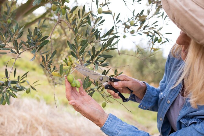 Cretan Wines & Olive oil tour - The treasures of Crete - Who will enjoy this day most
