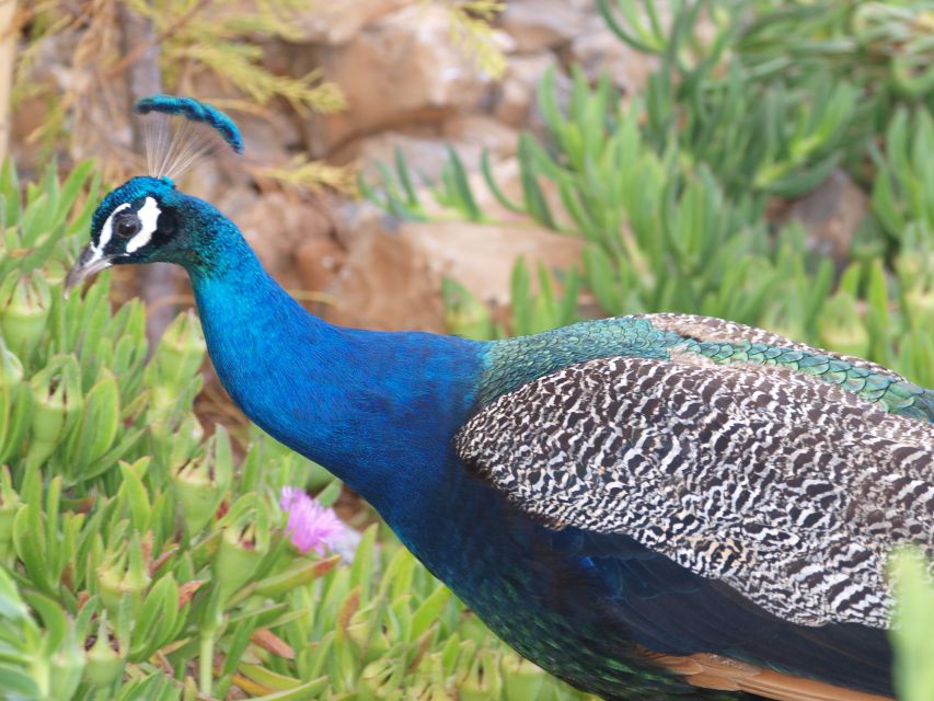 Crete: Agios Nikolaos, Kritsa and Amazonas Park Day Trip - Should you book it?
