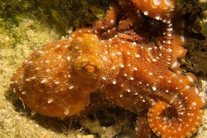 Crete-Chania: Snorkeling & Scuba Dive for Beginners by Boat - The open-water session reaches 9 to 10 meters