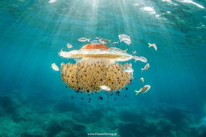 Crete-Chania: Snorkeling & Scuba Dive for Beginners by Boat - Why the guides matter so much