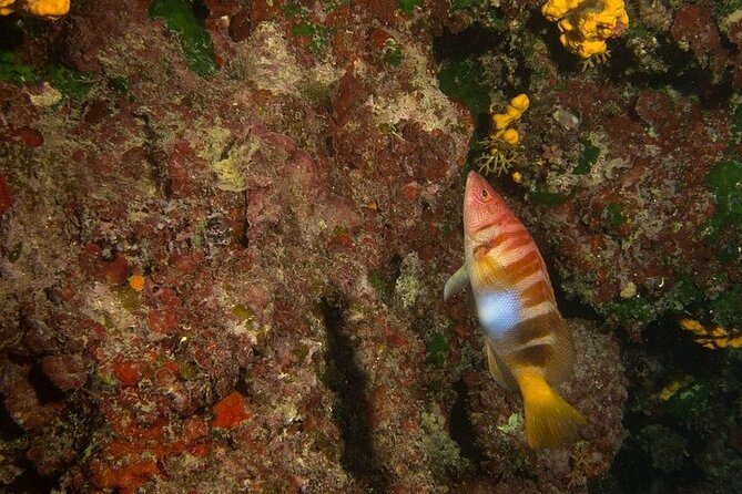 Crete-Chania: Snorkeling & Scuba Dive for Beginners by Boat - Is $181 good value for four hours?