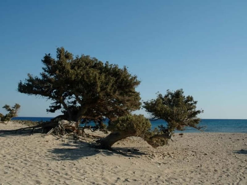 Crete: Chrissi Island Yacht Cruise with Lunch & Snorkeling - What the $226 price really covers