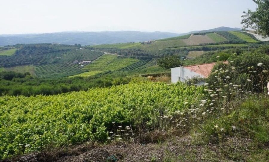 Crete: Full-Day Cretan Wines, Olive Oil, Raki and Food Tour - Guides, van time and group size
