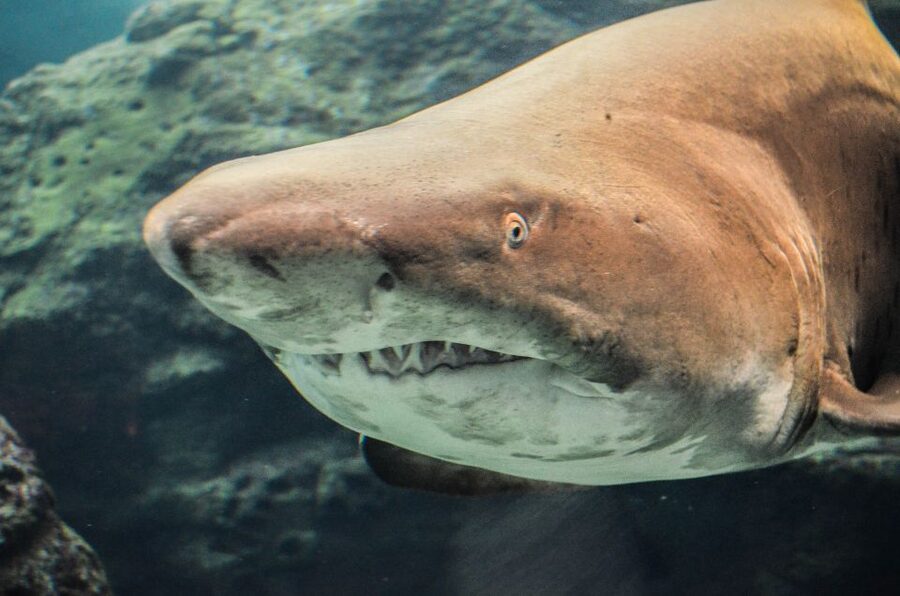 Crete: Heraklion Center, Local Market and Creta Aquarium - Starting with sharks and jellyfish at Cretaquarium