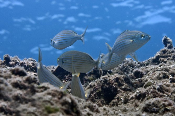 Crete Introductory Scuba Diving Experience - A gentle first step into scuba