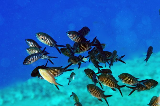 Crete Introductory Scuba Diving Experience - What happens from 9 a.m. onward