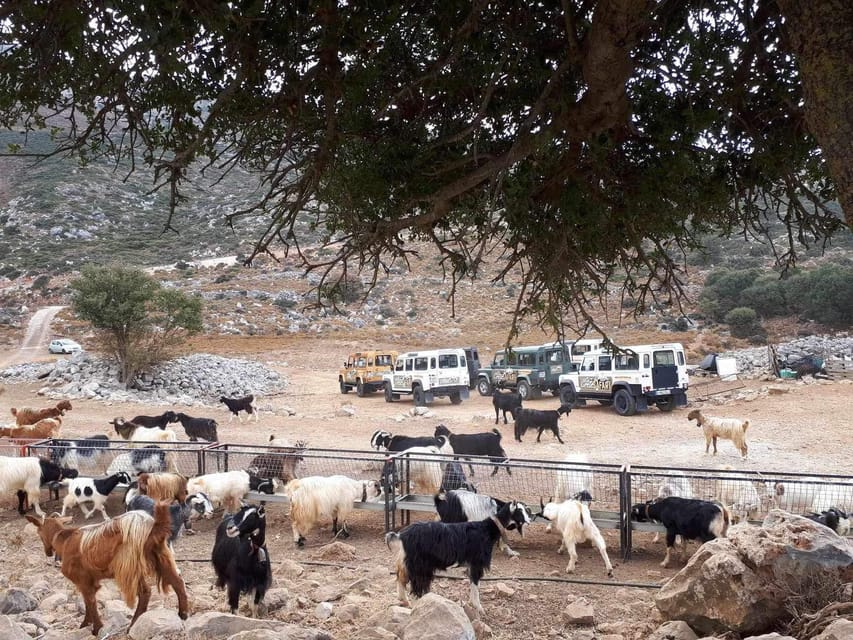 Crete: Lasithi Plateau Zeus Cave Guided Jeep Safari Tour - The Included Cretan Lunch