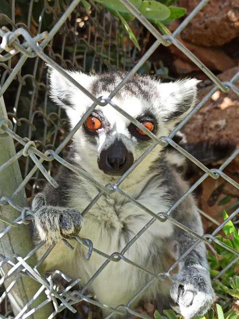 Crete: Milatos Cave Amazonas Zoo Park Jeep Safari Tour - Milatos Cave and the human story behind it