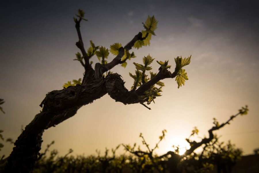 Crete: Olive, Wine, & Raki on a Flavorful Culinary Journey - Key points at a glance