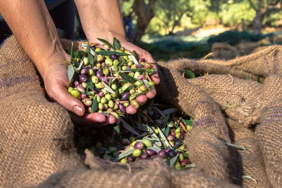 Crete: Olive, Wine, & Raki on a Flavorful Culinary Journey - How much value do you get for $126?