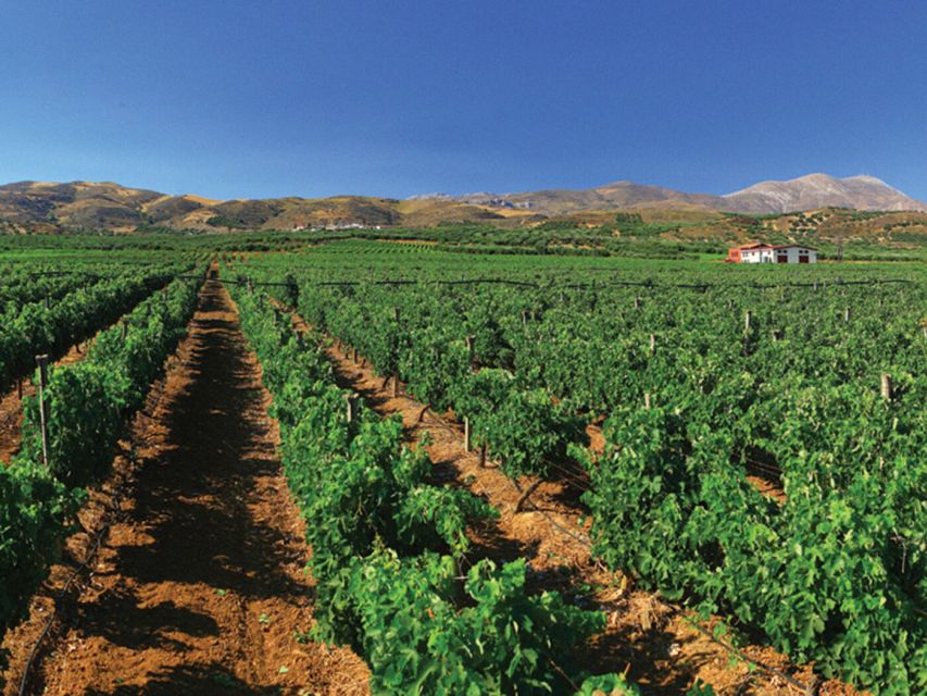 Crete Private Tour: The Secrets of Wine, Olives & Honey - What the private 4x4 format really adds