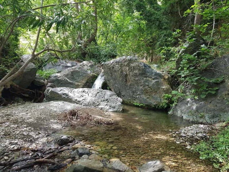 Crete: Richtis Waterfall Full-Day Tour with Olive Tasting - The 3,250-year-old olive tree