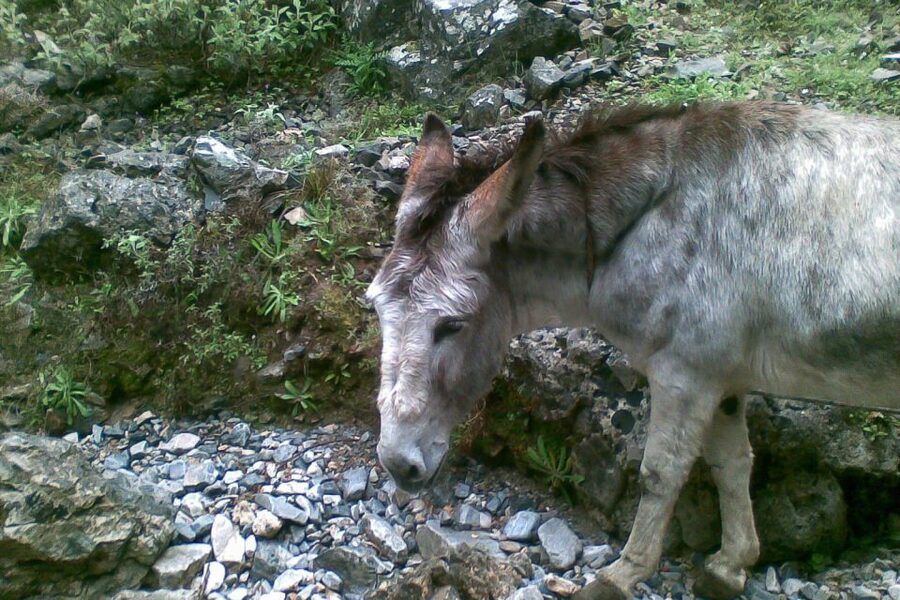 Crete: Samaria Gorge Hiking with transfer and expert Escort - Agia Roumeli gives you a proper finish