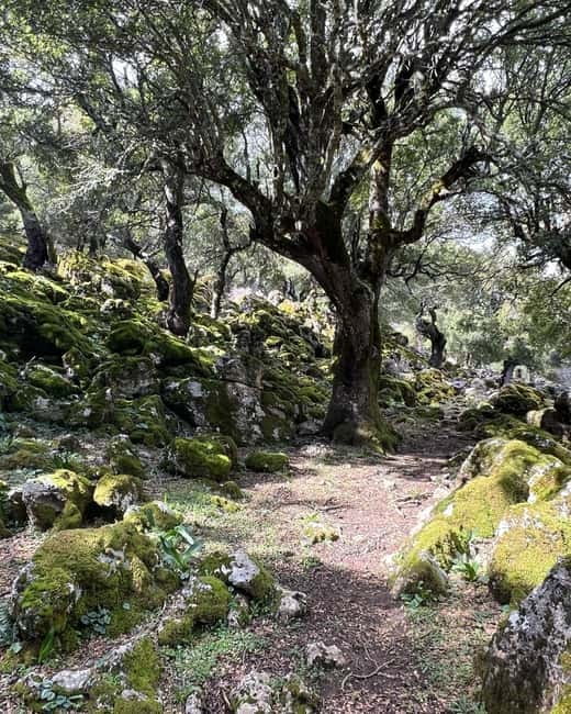 Crete: Sarakina Gorge, Forests, and South Coast Safari - Quiet roads through Kroustas Forest