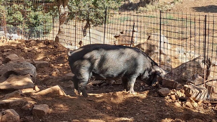Crete: Shepherd’s Life & Psiloritis Mountain Tour with Meal - Should you book the shepherd’s life tour?
