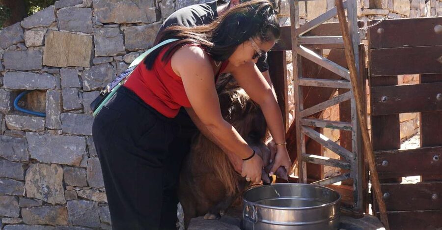 Crete: Shepherd’s Life & Psiloritis Mountain Tour with Meal - Feeding animals at a protected mountain farm