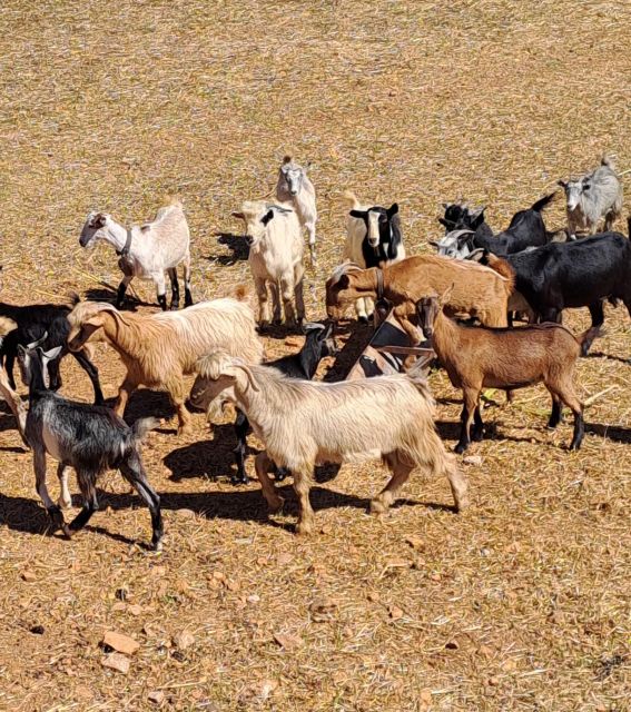 Crete: Shepherd’s Life & Psiloritis Mountain Tour with Meal - Anogia gives you 40 minutes of mountain village life
