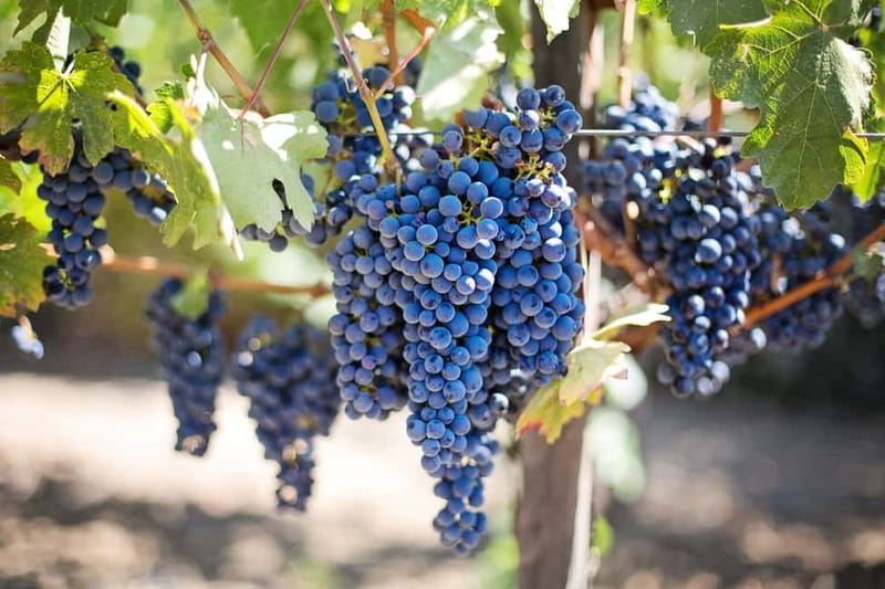 Discover Taste of Crete: Guided Winery Tour and Tastings - Key points to know before you book