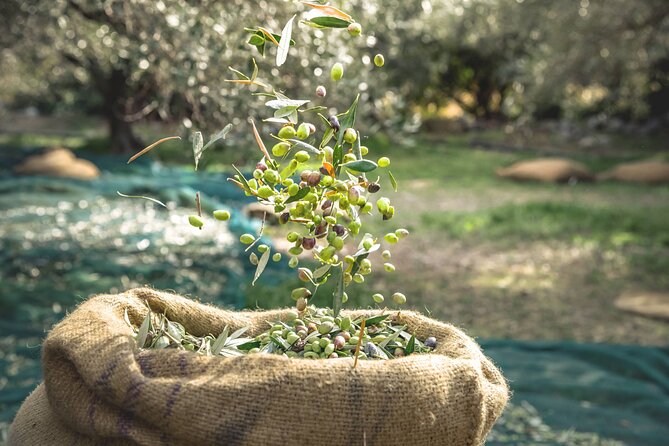 Explore the Secrets of Wine and Olives - Karavitakis Winery and the wine tasting