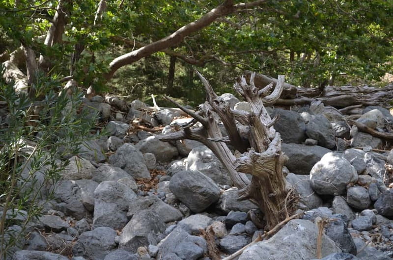 From Chania/Kalyves: Full-Day Samaria Gorge Hiking Day Trip - Ferry to Sougia, then the long ride home