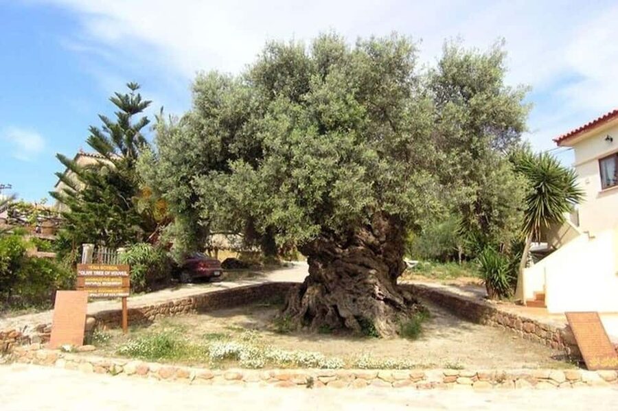 From Chania: Olive Oil, Wine, Cheese & Honey Tasting Tour - Pickup from Chania and the cost of convenience