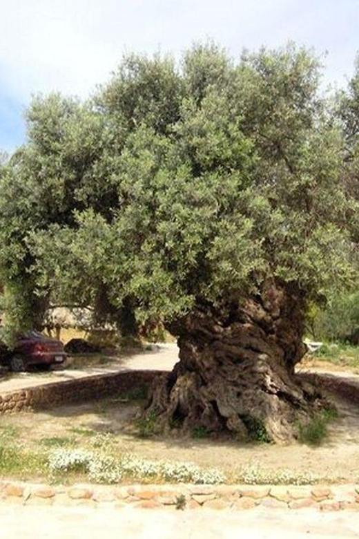 From Chania: Olive Oil, Wine, Cheese & Honey Tasting Tour - Honey, bees, olive groves, and the olive mill
