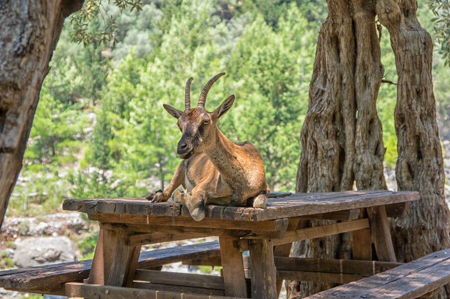 From Chania: Samaria Gorge with Professional Hiking Guide - Key points to know before booking