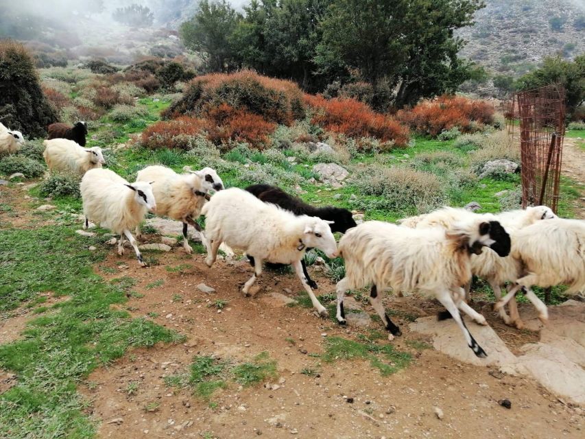 From Chania: White Mountains Land Rover Safari - Through the Therisso Gorge and back to Chania