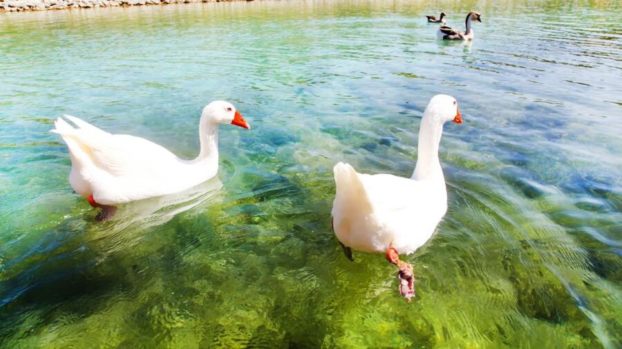 From Heraklion: Chania Town, Kournas Lake, and Rethymno Tour - FAQ