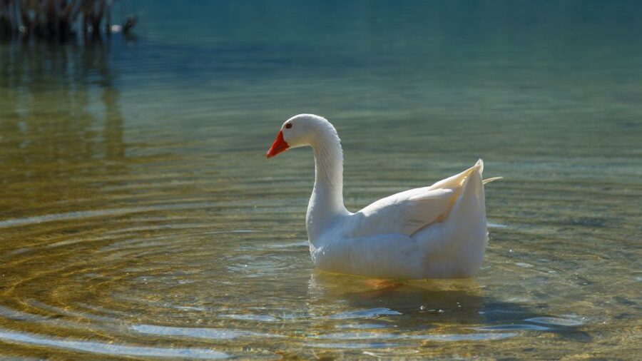 From Heraklion: Chania Town, Kournas Lake, and Rethymno Tour - Is $56 good value for Crete?