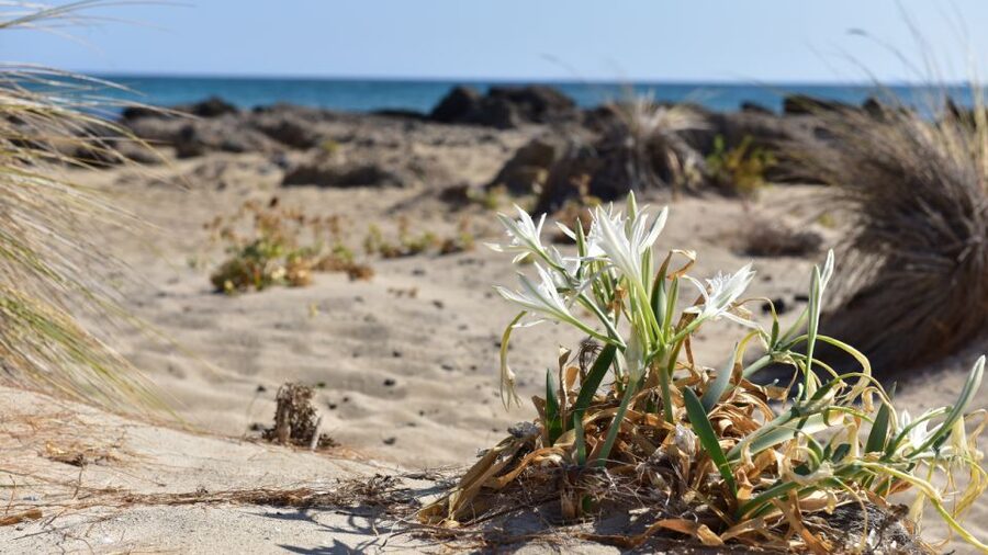 From Heraklion: Elafonisi Beach Day Tour with Pickup - The Return Journey to Heraklion