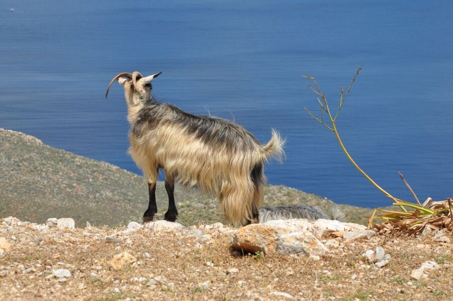 From Rethymno: Agios Nikolaos and Spinaloga Tour - Walking through Spinalonga’s fortress and old houses